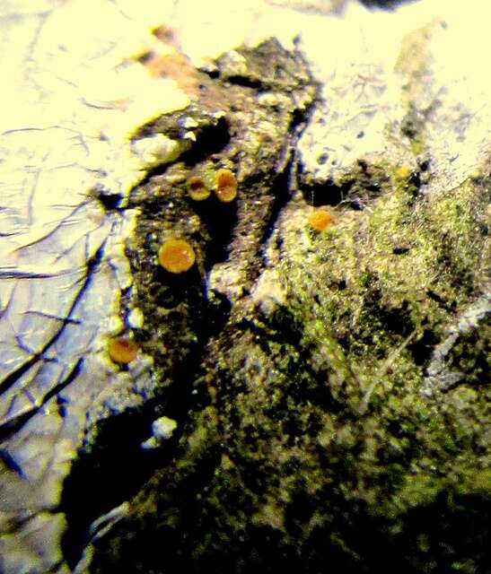 Image of sarea lichen