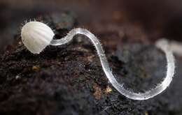 Sivun Mycena aciculata (A. H. Sm.) Desjardin & E. Horak 2002 kuva