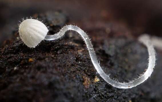 Image of Mycena aciculata (A. H. Sm.) Desjardin & E. Horak 2002