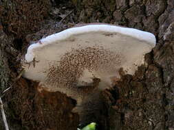 Image of Ganoderma