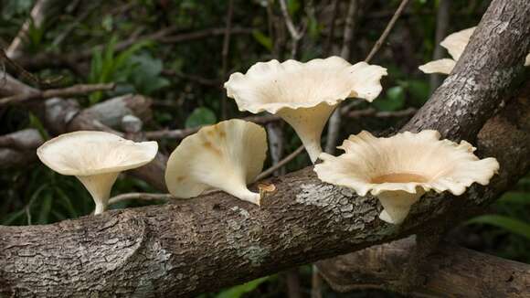 Image de Lentinus