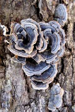 Image of Trametes