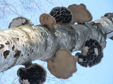 Image of Fomitopsis