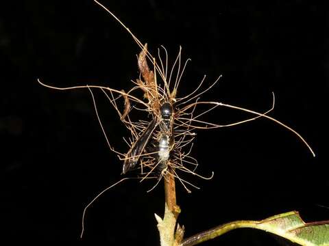 Image of Ophiocordycipitaceae