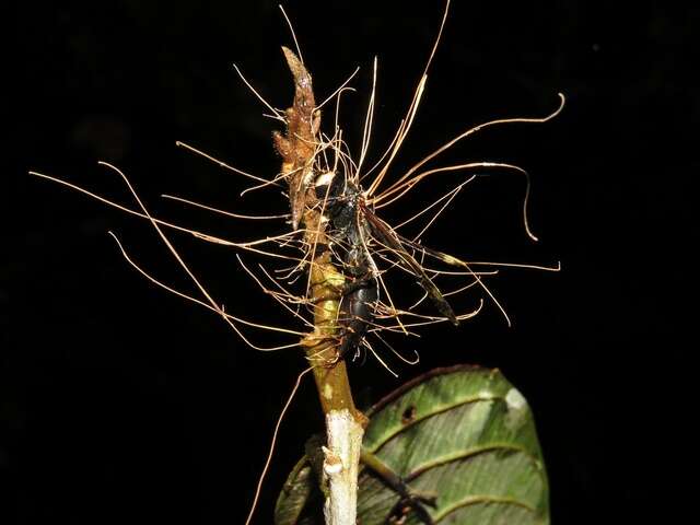 Image of Ophiocordycipitaceae