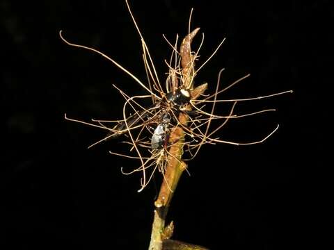 Image of Ophiocordycipitaceae