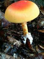 Image of American Caesar's Mushroom