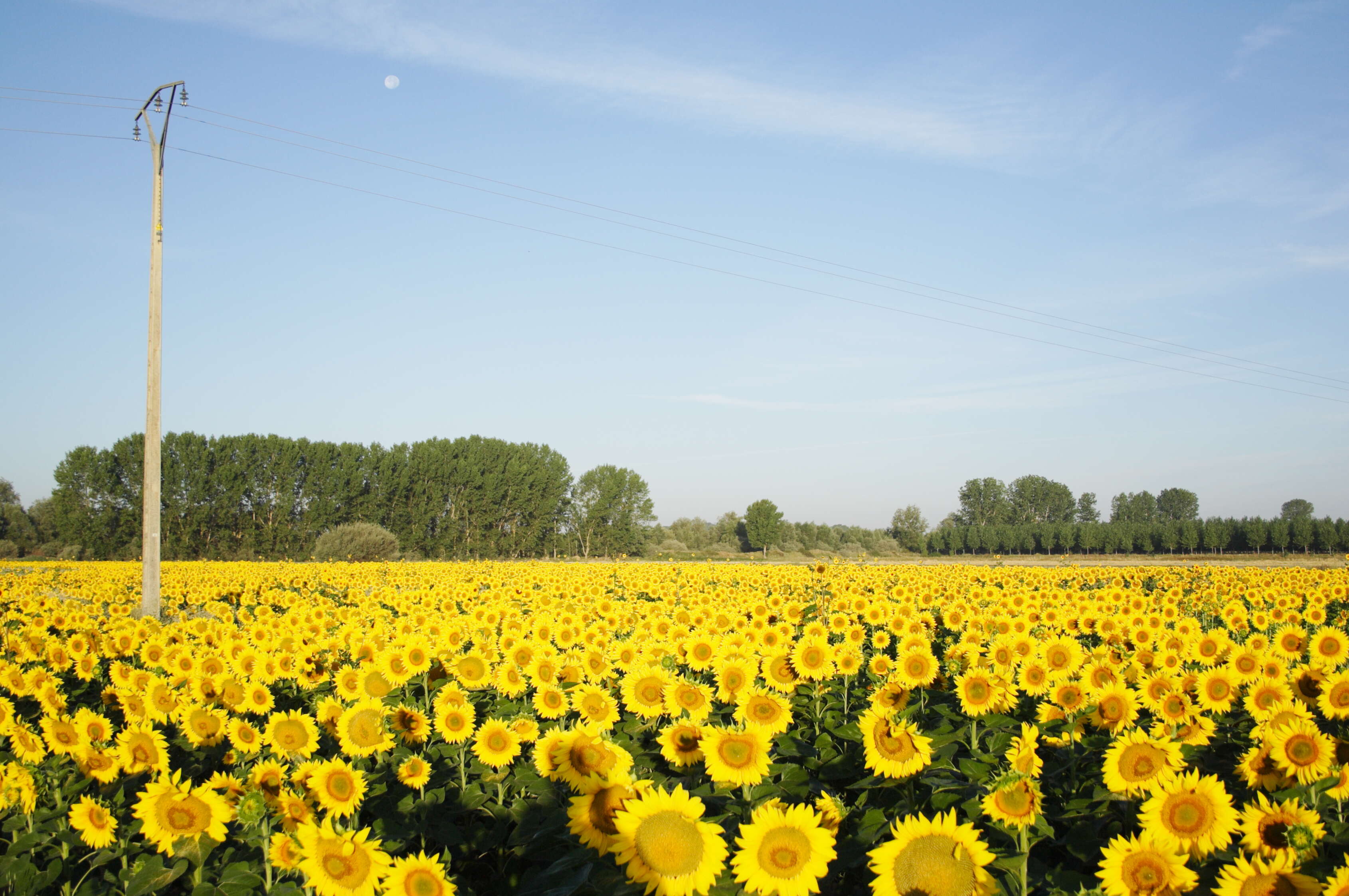 Image of common sunflower