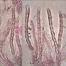 Image de Acrocordia macrospora A. Massal.