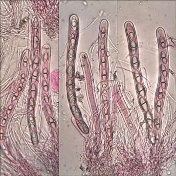 Image of Eurotiomycetes