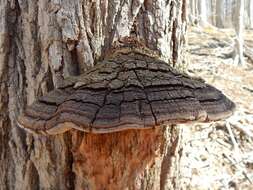 Image de Phellinus