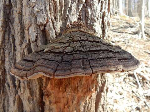 Image of Phellinus