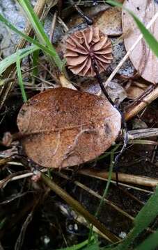 Image of Euphrates Soft-shelled Turtle