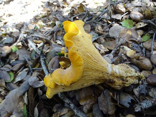 Image of Cantharellus californicus D. Arora & Dunham 2008