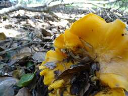 Image of Cantharellus californicus D. Arora & Dunham 2008