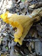 Image of Cantharellus californicus D. Arora & Dunham 2008