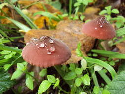 Image of Marasmius