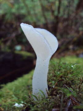 Image of Pseudohydnum