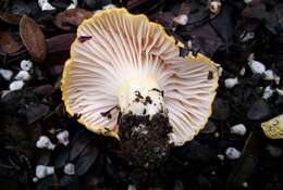 Image of Hygrophorus