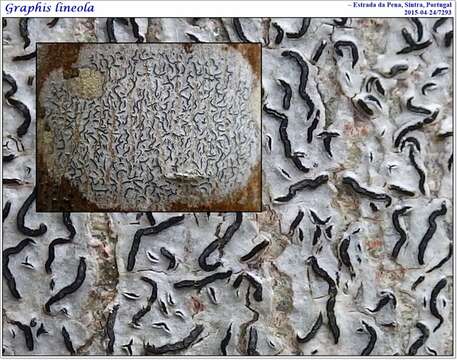 Image of script lichen