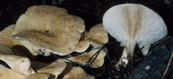 Image of Leucopaxillus