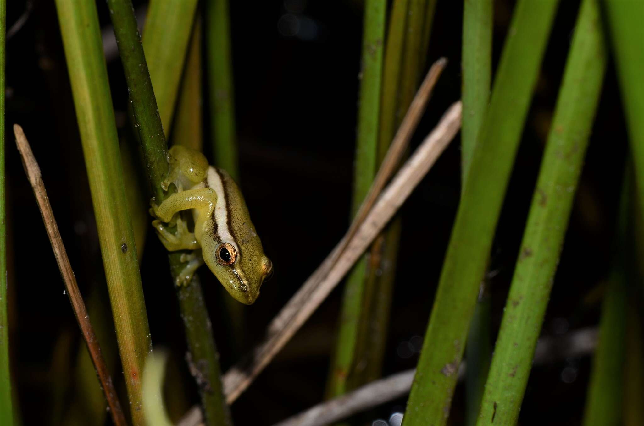 Image of Parker's Reed Frog