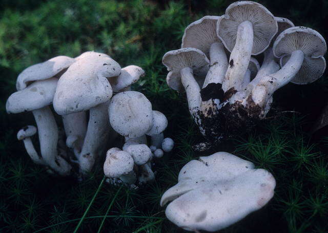 Image of Leucocybe