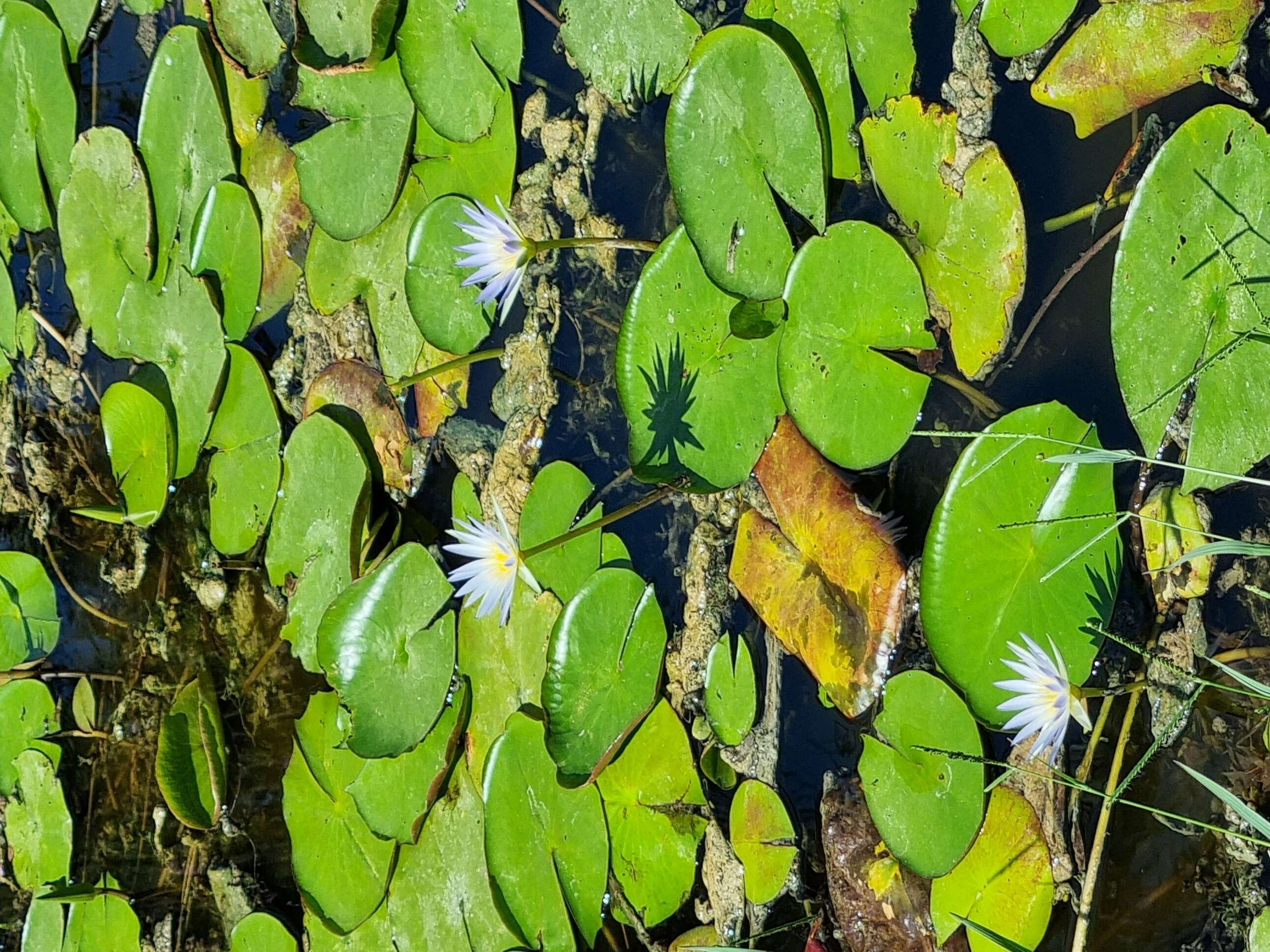 Image of Cape Blue Water-Lily