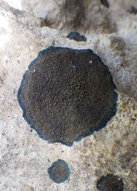 Image of Blackthread lichen