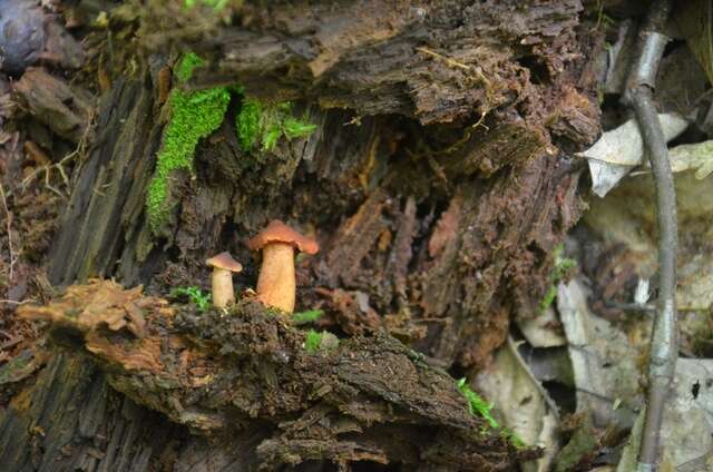 Image of Lactarius rimosellus Peck 1906