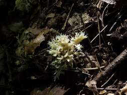 Image of Clavulinaceae