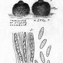 Image of Colletotrichum gloeosporioides (Penz.) Penz. & Sacc. 1884