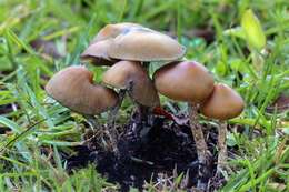 Image of Psilocybe zapotecorum R. Heim 1957