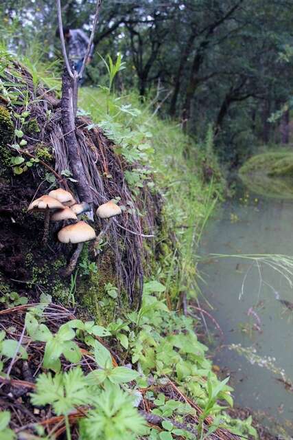 Image of Psilocybe zapotecorum R. Heim 1957