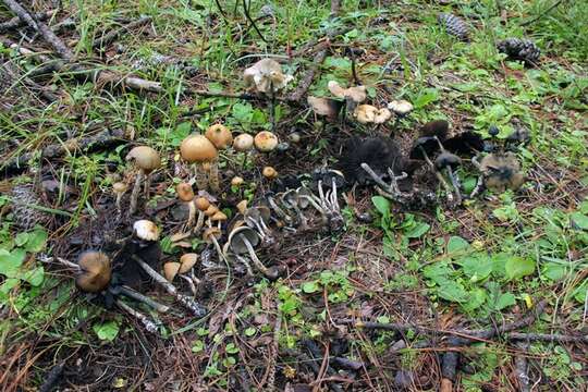 Image of Psilocybe zapotecorum R. Heim 1957