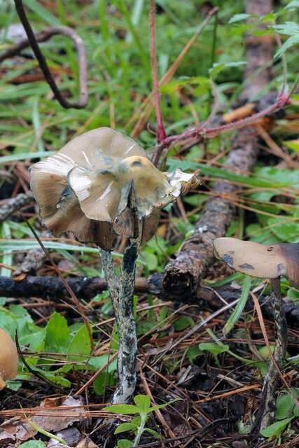 Image of Psilocybe zapotecorum R. Heim 1957