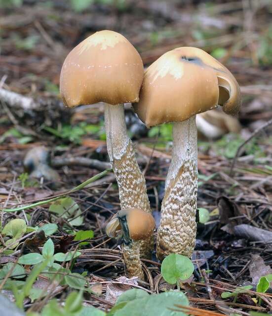 Image of Psilocybe zapotecorum R. Heim 1957