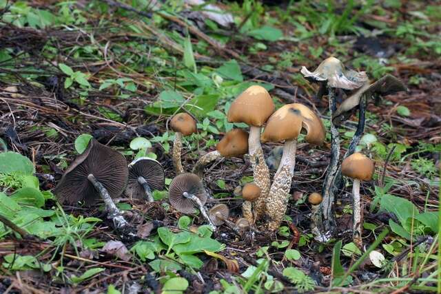 Image of Psilocybe zapotecorum R. Heim 1957