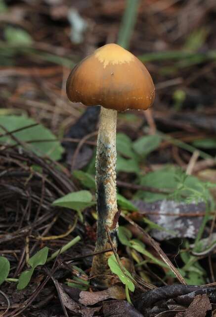 Image of Psilocybe zapotecorum R. Heim 1957