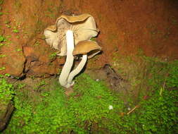 Image of Psilocybe zapotecorum R. Heim 1957