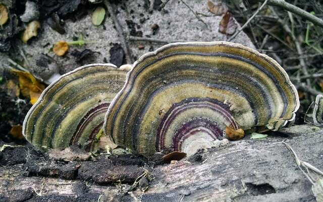 Image of Trametes