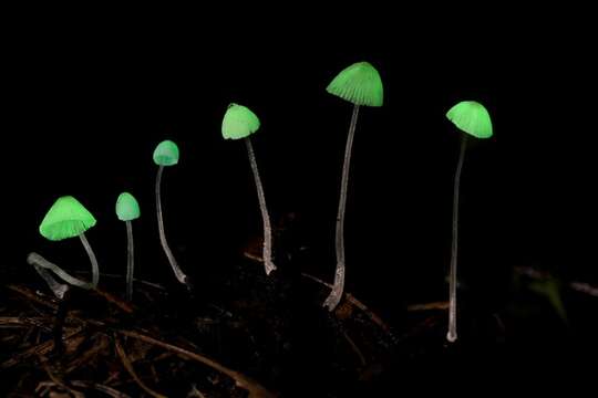 Image of <i>Mycena perlae</i>