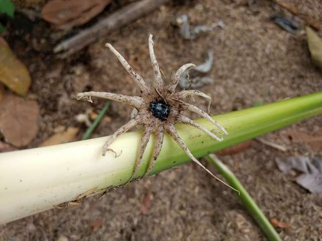 Image of Lysurus arachnoideus (E. Fisch.) Trierv.-Pereira & K. Hosaka 2014