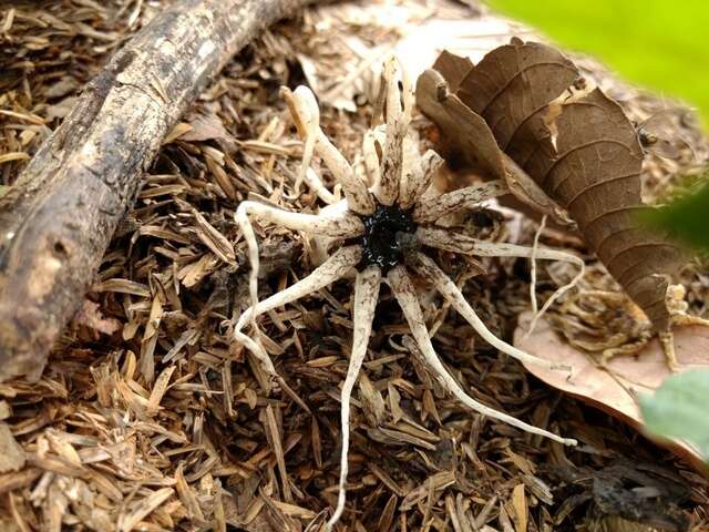 Image of Lysurus arachnoideus (E. Fisch.) Trierv.-Pereira & K. Hosaka 2014