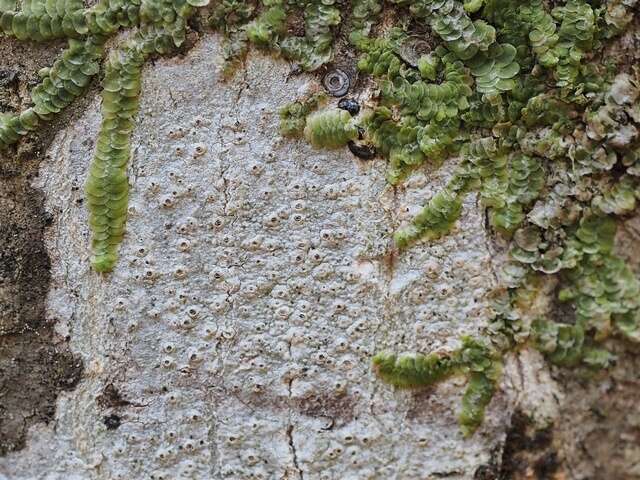 Image of barnacle lichen