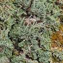 Image of cylinder cup lichen