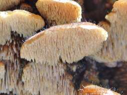 Image of Mycocaliciales