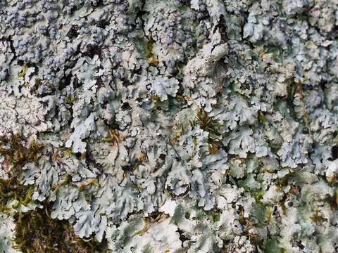 Image of pyxine lichen