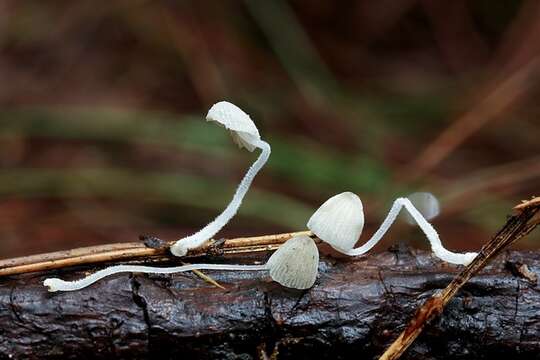 Sivun <i>Mycena perlae</i> kuva