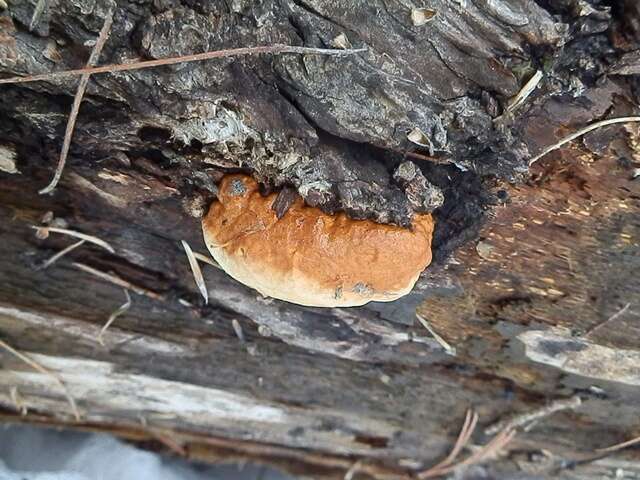 Plancia ëd <i>Fomitopsis schrenkii</i>